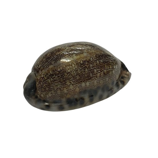 おまけ付き☆ 金運 財運 繁栄 お宝 タカラガイ ゴールド銭亀 ゴールドルチルクォーツのセット(2609) 開運 金運 風水 お守り 黄金の開運護符 開運アイテム画像