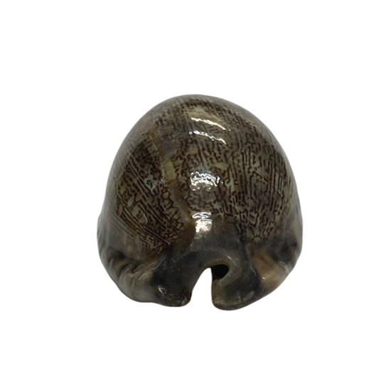 おまけ付き☆ 金運 財運 繁栄 お宝 タカラガイ ゴールド銭亀 ゴールドルチルクォーツのセット(2609) 開運 金運 風水 お守り 黄金の開運護符 開運アイテム画像