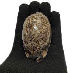 おまけ付き☆ 金運 財運 繁栄 お宝 タカラガイ ゴールド銭亀 ゴールドルチルクォーツのセット(2609) 開運 金運 風水 お守り 黄金の開運護符 開運アイテム画像