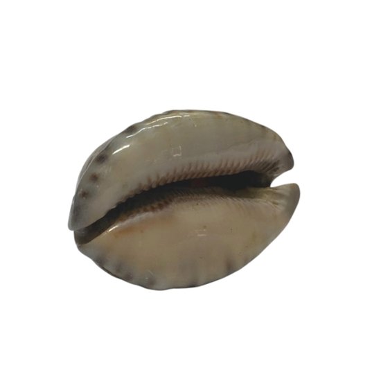 おまけ付き☆ 金運 財運 繁栄 お宝 タカラガイ ゴールド銭亀 ゴールドルチルクォーツのセット(2609) 開運 金運 風水 お守り 黄金の開運護符 開運アイテム画像