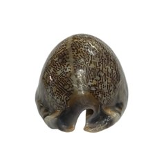 おまけ付き☆ 金運 財運 繁栄 お宝 タカラガイ ゴールド銭亀 ゴールドルチルクォーツのセット(2610) 開運 金運 風水 お守り 黄金の開運護符 開運アイテム画像