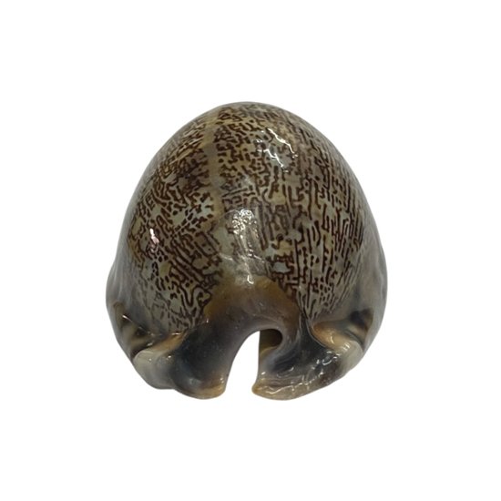 おまけ付き☆ 金運 財運 繁栄 お宝 タカラガイ ゴールド銭亀 ゴールドルチルクォーツのセット(2610) 開運 金運 風水 お守り 黄金の開運護符 開運アイテム画像