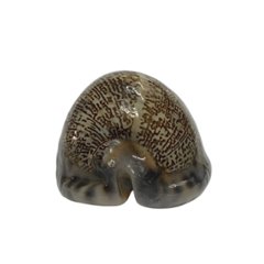 おまけ付き☆ 金運 財運 繁栄 お宝 タカラガイ ゴールド銭亀 ゴールドルチルクォーツのセット(2610) 開運 金運 風水 お守り 黄金の開運護符 開運アイテム画像