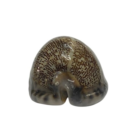 おまけ付き☆ 金運 財運 繁栄 お宝 タカラガイ ゴールド銭亀 ゴールドルチルクォーツのセット(2610) 開運 金運 風水 お守り 黄金の開運護符 開運アイテム画像