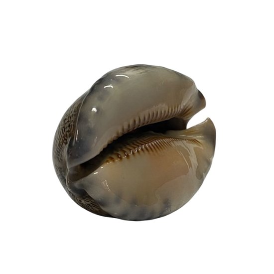 おまけ付き☆ 金運 財運 繁栄 お宝 タカラガイ ゴールド銭亀 ゴールドルチルクォーツのセット(2610) 開運 金運 風水 お守り 黄金の開運護符 開運アイテム画像