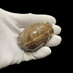 おまけ付き☆ 金運 財運 繁栄 お宝 タカラガイ ゴールド銭亀 ゴールドルチルクォーツのセット(2610) 開運 金運 風水 お守り 黄金の開運護符 開運アイテム画像