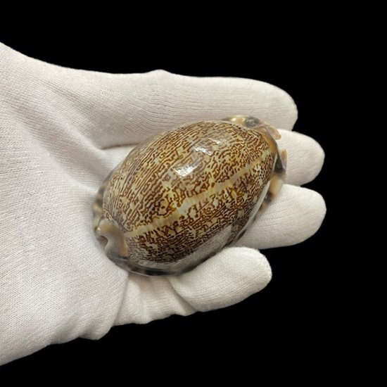 おまけ付き☆ 金運 財運 繁栄 お宝 タカラガイ ゴールド銭亀 ゴールドルチルクォーツのセット(2610) 開運 金運 風水 お守り 黄金の開運護符 開運アイテム画像