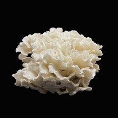 天然白珊瑚 サンゴ　(2639）  インテリア 置き飾り 貝殻 標本 限定品画像