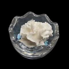 天然白珊瑚 たまごサンゴ　(2640）インテリア 置き飾り 貝殻 標本 限定品画像
