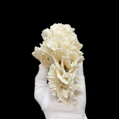 天然白珊瑚 サンゴ　(2651）  インテリア 置き飾り 貝殻 標本 限定品画像