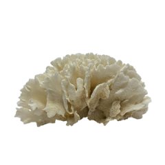天然白珊瑚 サンゴ　(2651）  インテリア 置き飾り 貝殻 標本 限定品画像