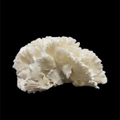天然白珊瑚 サンゴ　(2651）  インテリア 置き飾り 貝殻 標本 限定品画像