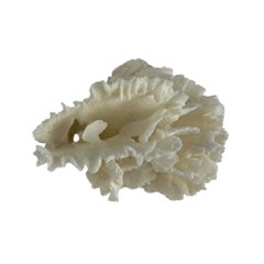 天然白珊瑚 サンゴ　(2651）  インテリア 置き飾り 貝殻 標本 限定品画像