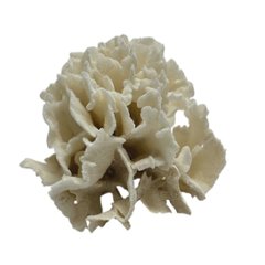 天然白珊瑚 サンゴ　(2651）  インテリア 置き飾り 貝殻 標本 限定品画像