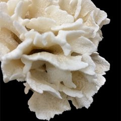 天然白珊瑚 サンゴ　(2651）  インテリア 置き飾り 貝殻 標本 限定品画像