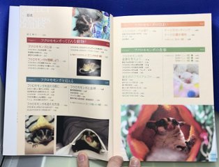 フクロモモンガ完全飼育画像