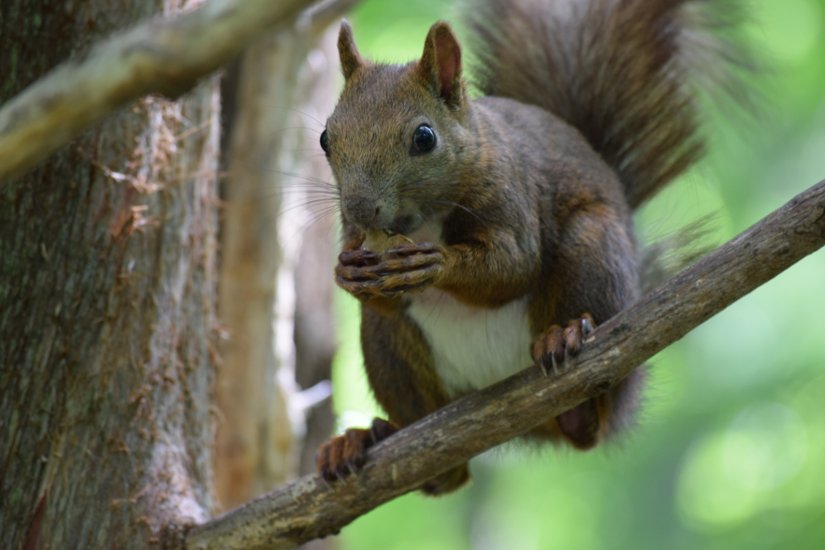 エゾリス４画像