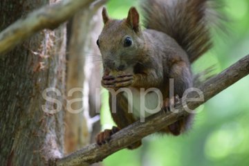 エゾリス４の画像