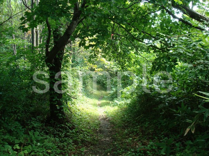 小樽　森の道画像