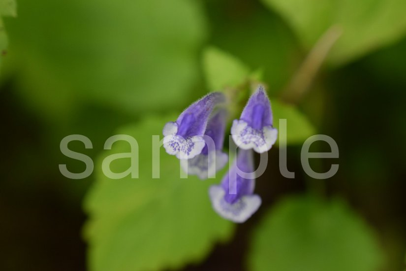 山野草　エゾタツナミソウ画像