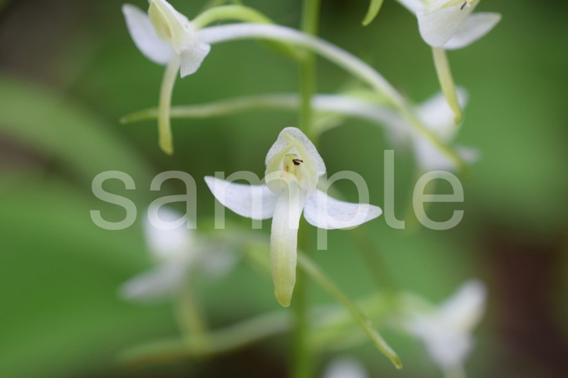 山野草　エゾチドリ画像