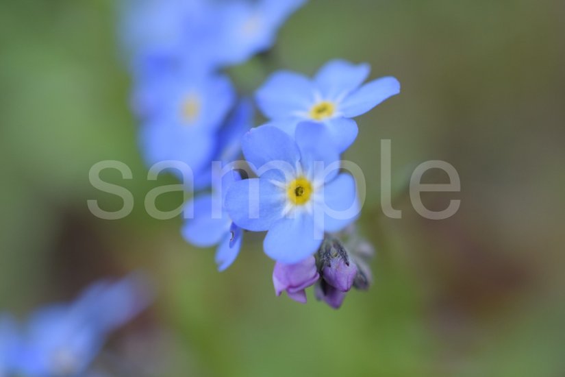 山野草　エゾムラサキ２画像