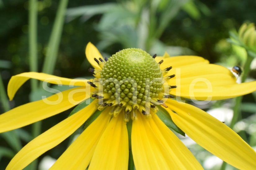 山野草　オオハンゴンソウ画像