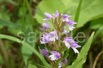 山野草　ノビネチドリの画像