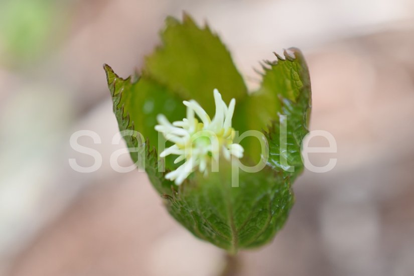 山野草　ヒトリシズカ画像