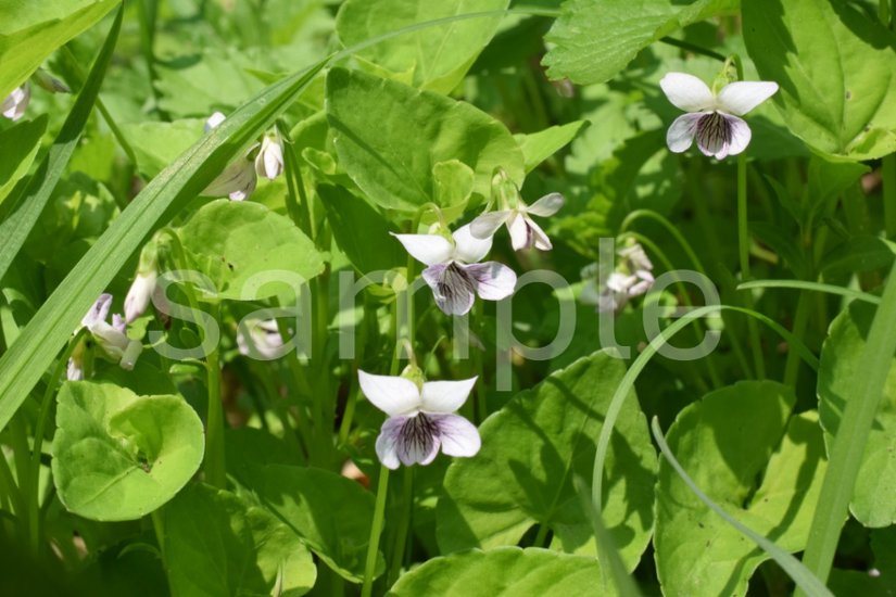 山野草　ヒナスミレ画像