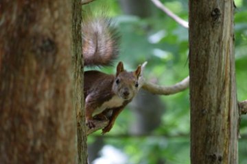 エゾリス１の画像