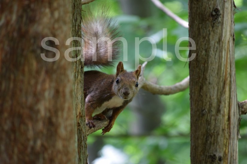 エゾリス１画像