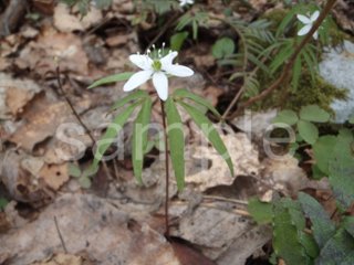山野草　ヒメイチゲの画像