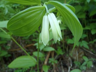 山野草　ホウチャクソウの画像
