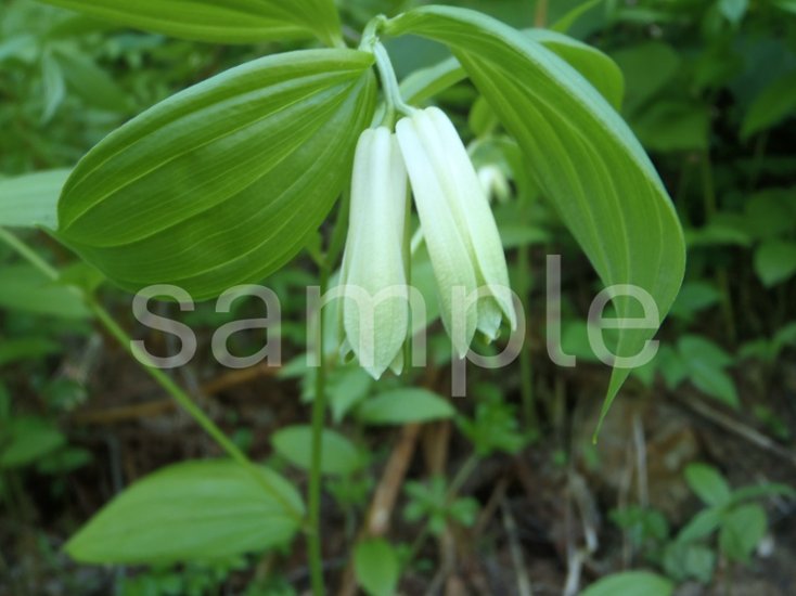 山野草　ホウチャクソウ画像