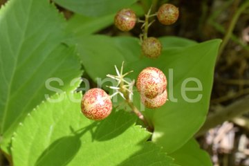 山野草　マイズルソウの画像