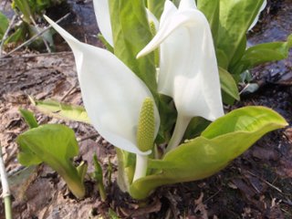 山野草　ミズバショウ１の画像