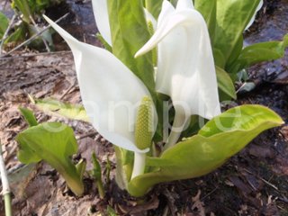 山野草　ミズバショウ１の画像
