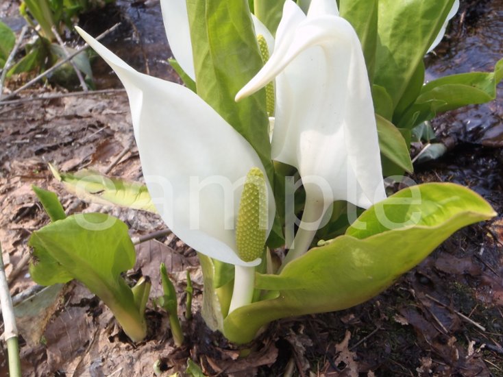 山野草　ミズバショウ１画像