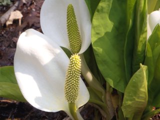 山野草　ミズバショウ２の画像