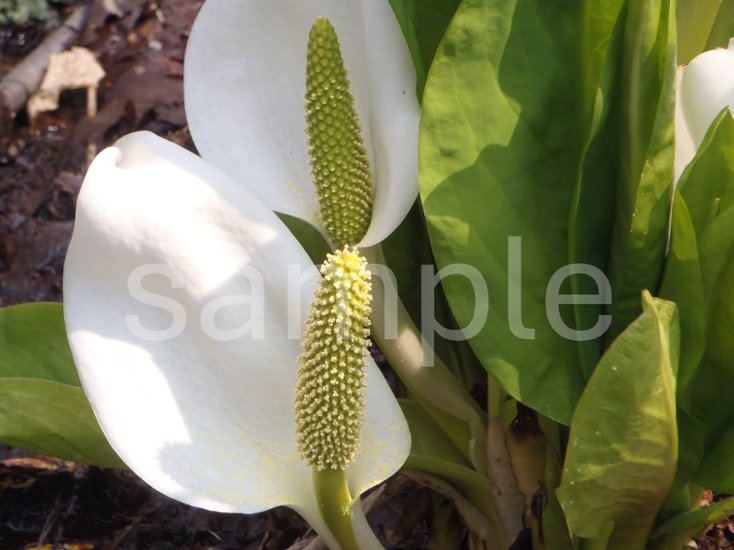 山野草　ミズバショウ２画像