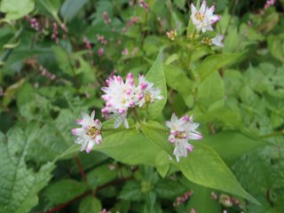 山野草　ミゾソバの画像