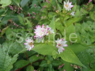 山野草　ミゾソバの画像