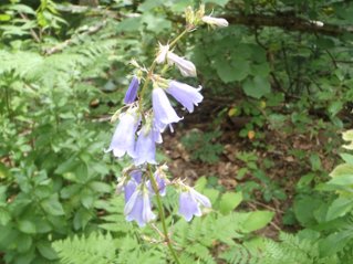 山野草　モイワシャジンの画像