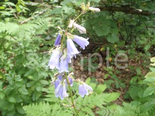 山野草　モイワシャジンの画像