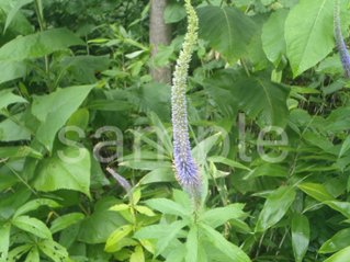 山野草　ヤマルリトラノオの画像