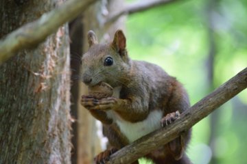 エゾリス２の画像