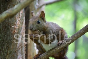 エゾリス２の画像