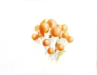 色鉛筆画　センボンクズタケの画像