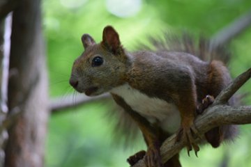 エゾリス３の画像